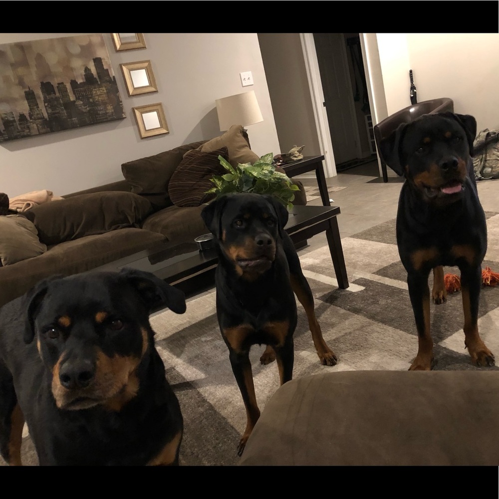 Meet your Posher, Jesse who has 3 fur babies :)